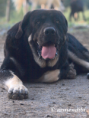 /album/fotogaleria-de-lobo/mastin-espanol-lobo-1-png/